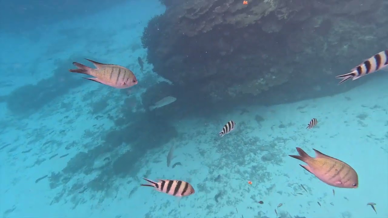 LADY ELLIOT ISLAND ECO RESORT ON THE GREAT BARRIER REEF - FEBRUARY 2025