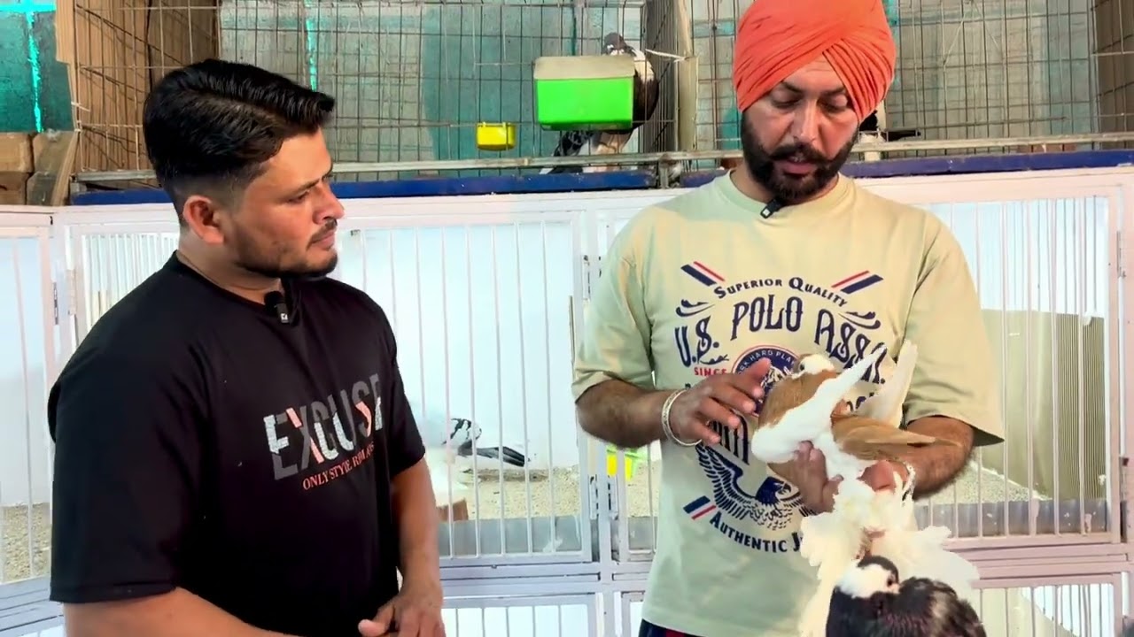 Magpie Pouter Explained Properly | Structure & Balance🕊️