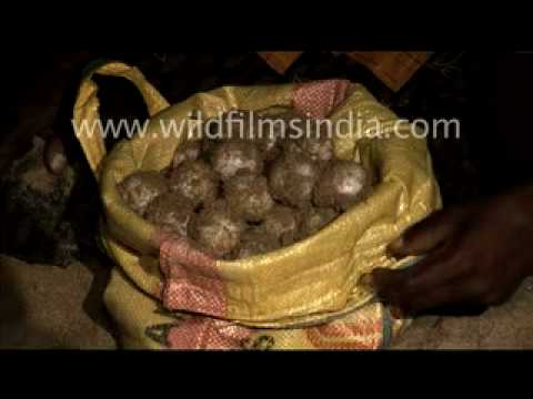 Eggs of Olive Ridley turtle being gathered for captive hatching