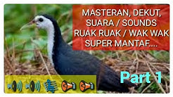 SUARA / SOUNDS / MASTERAN PIKAT JERAT BURUNG RUAK RUAK ATAU WAK WAK YANG BAGUS #PART1  - Durasi: 12:01. 