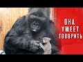 ГОРИЛЛА. УМНОЕ И СИЛЬНОЕ ЖИВОТНОЕ. Горилла в деле!