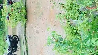 Bristi Te Amer Bagan