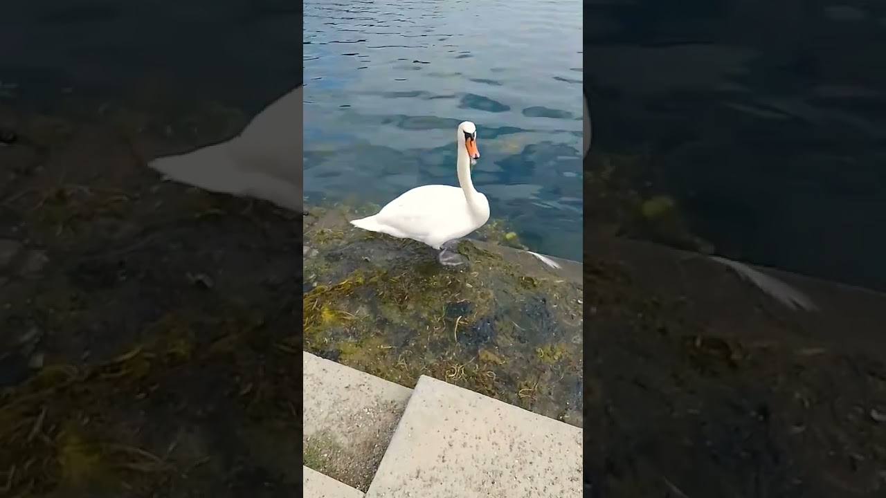Animal moments! Swan mom cleans seashore for her kids! #newvideo #yt #shorts #animals #swan #cute