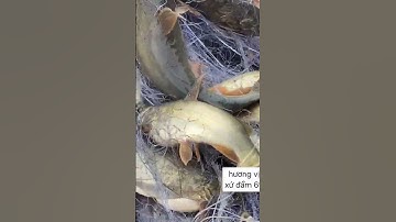 trúng đậm mẽ lưới cá chốt khi trời mưa gió #fishing #shortvideo #nhungsuthatthuvi #cothebanchuabiet