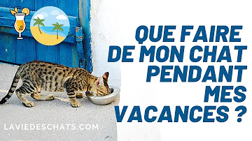 Comment faire garder son chat pendant les vacances ?