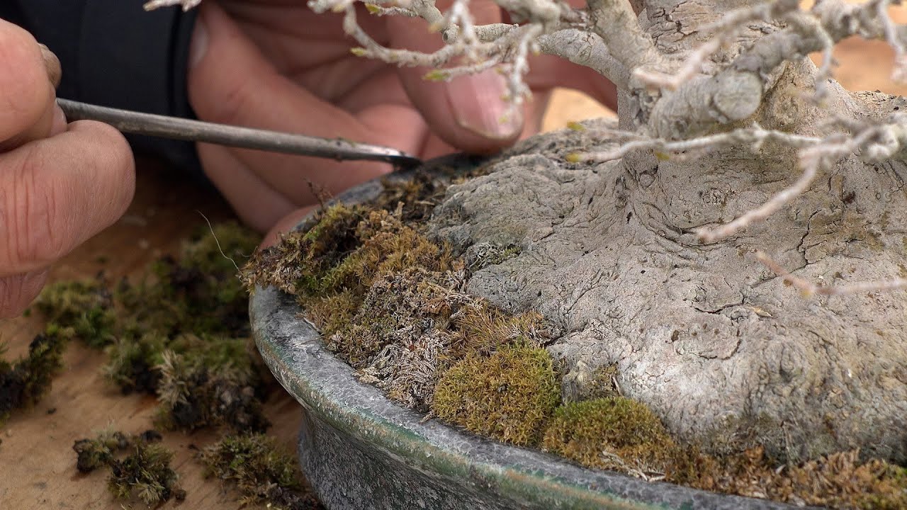 How to remove surface moss / How to remove the tree from the pot | 表面の苔の外し方 / 鉢からの取り出し方