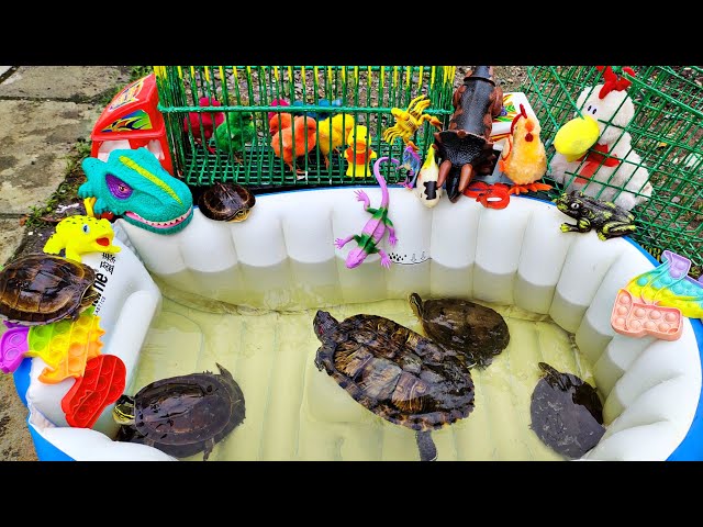 Menyelamatkan Anak Ayam Lucu Dan Menemukan Kura Kura Asli Berenang Dikolam, Ikan Hias, Bebek, Iguana class=