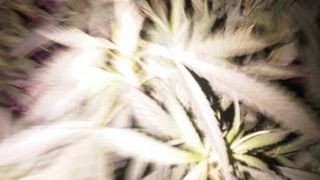 Watkin Tudor Jones (Aka.Ninja)  Be Kind To Animals w/ Lyrics
