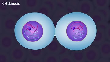 Mitosis and the Cell Cycle Animation