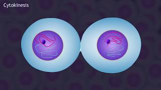 Mitosis and the Cell Cycle Animation by BioMan Biology 389,555 views 4 years ago 5 minutes, 1 second