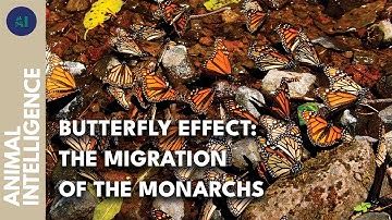 Miraculous migration of the monarch butterflies | AI