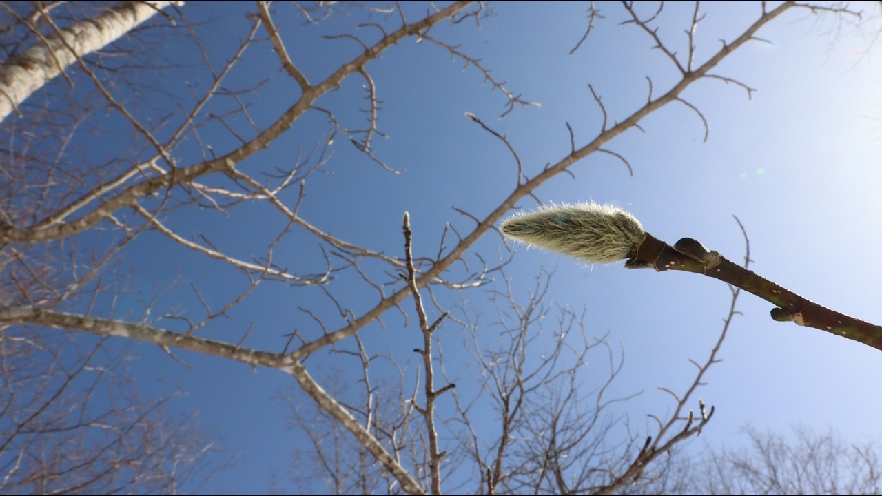 Bach:Italian Concerto part1(Allegro,) BWV 971 (from Klavierubung, Book II)Wanda Landowska