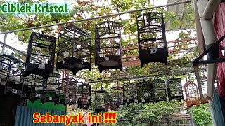 Sudah Jadi Kampung CIKRIS | Breeding Ciblek