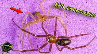 EXTREMELY VENOMOUS! Recluse Spider and Black Widow - The Ultimate Encounter