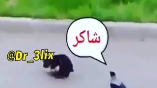 لا يا شاكر