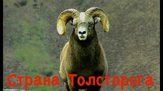 Страна толсторога