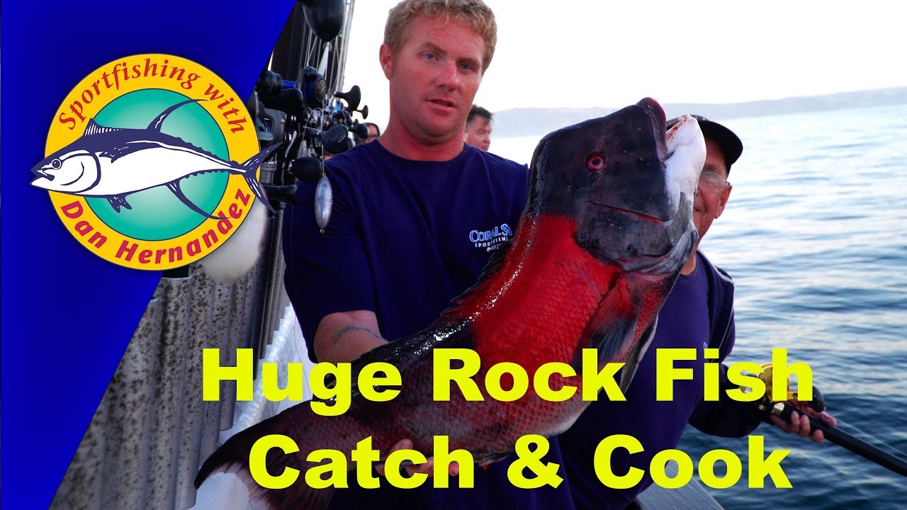 Huge Rock Fish - Catch & Cook Aboard the Coral Sea 