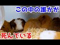 いったいなぜ？ハムスターが撮影中に死んでしまいました