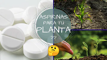 ¿Qué hace la aspirina por las plantas?
