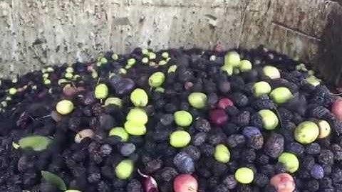 WECO Optical Olive Sorter Demo