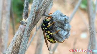 EXTREME WASP SWARM SOUNDS (1 HOUR)