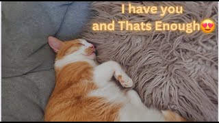 Is there Anything More Precious than a Cat😍 Funny Cat Videos will Make you Laugh🤣Watch till the End😂 by Namira Taneem 🇨🇦 166 views 9 days ago 23 minutes