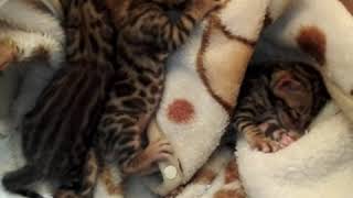 Бенгальские котятки. Бенгальские котятки.