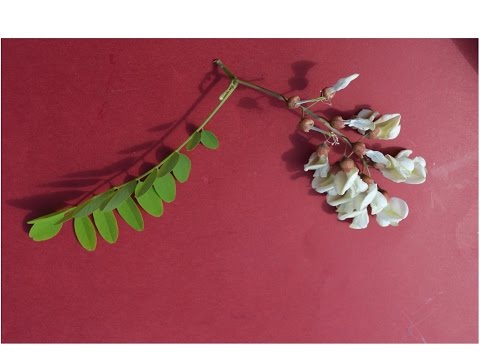 Video: Acacia Blanca O Robinia