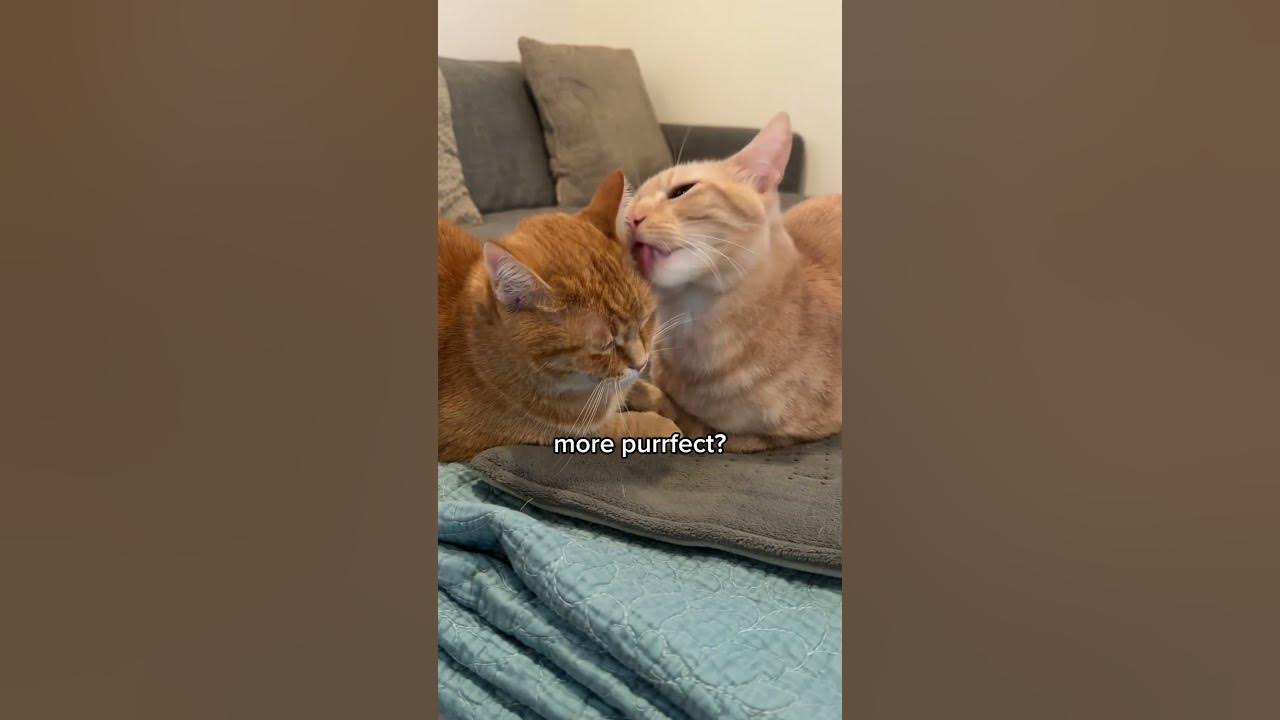 Do cats know how to hold hands? YouTube