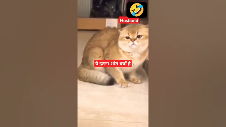 Video 9680681: cat feeding kittens, cat lovers funny kitten