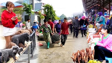 TRỌN VIDEO CHỢ SỐ 1 TÂY BẮC - ẨM THỰC HẤP DẪN - CỦA NGON - VẬT LẠ - THẢO DƯỢC RỪNG QUÝ HIẾM 