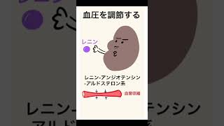 腎臓の働き　#ゴロー　#解剖生理学　#看護学生