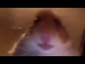 STARING HAMSTER MEME COMPILATION