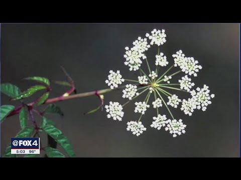 Deadly water hemlock plant found growing near White Rock Lake