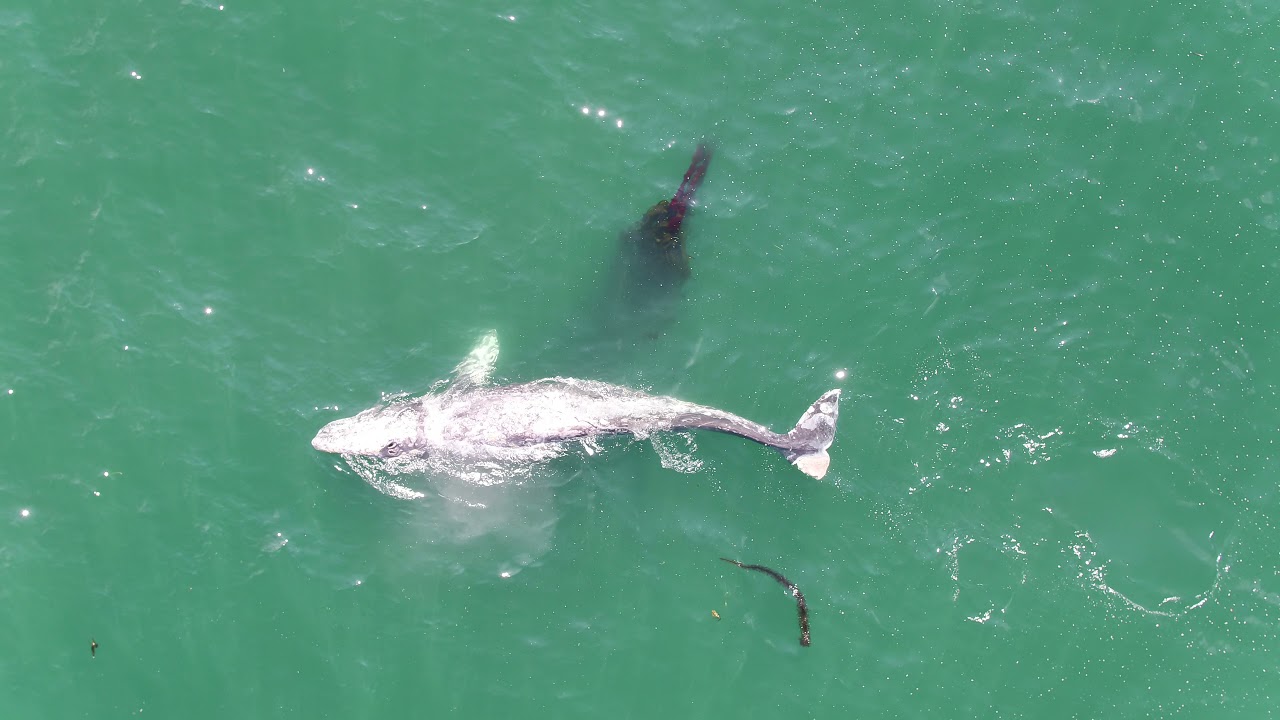 An injured gray whale feeds off the Oregon Coast