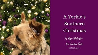 A Yorkie's Southern Christmas #christmasinthesouth #YorkieChristmas #southernchristmas #yorkietravel by Wet Nose Escapades  34 views 2 years ago 1 minute, 8 seconds