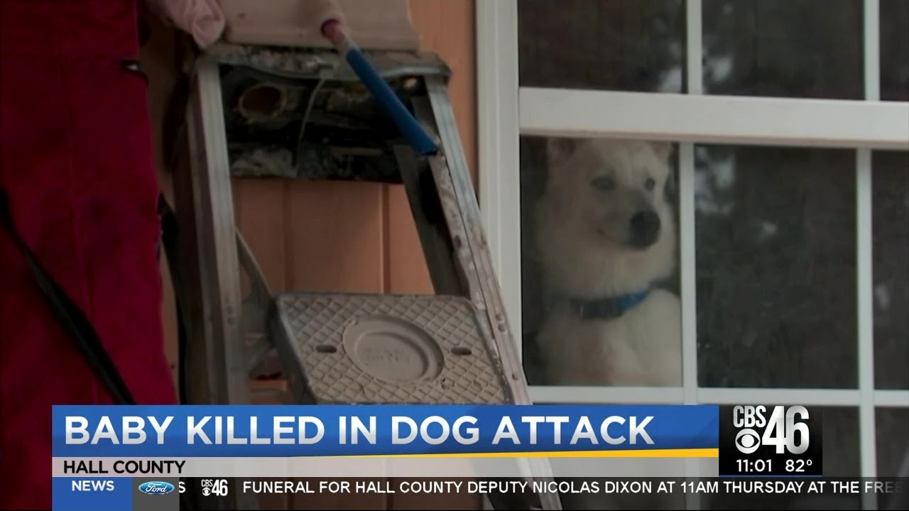 Infant killed in dog attack in Hall County - YouTube