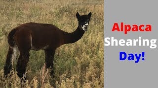 Alpaca Shearing Day!