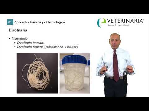 Video: Dirofilariasis En Perros