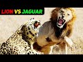 Lion vs jaguar who will win  in hindi  anokhe sach 