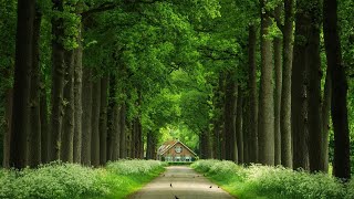 Música de la Naturaleza - Música Relajante de Piano, Música Que Calma El Sistema Nervioso Y El Alma