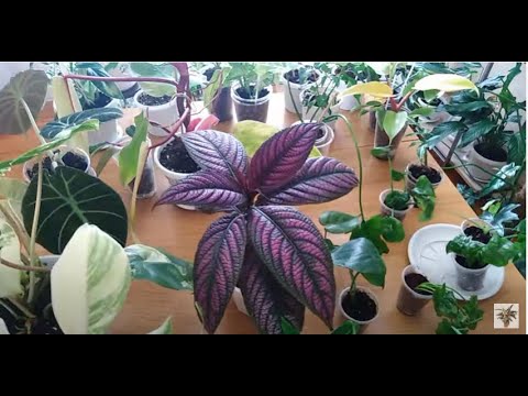 Комнатные растения.Цветочные новости