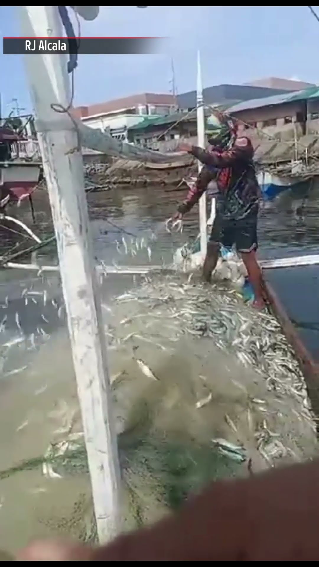 Ilang banyera ng tamban, itinapon na lang sa dagat dahil sa oversupply sa Iloilo | ABS-CBN News