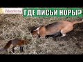 Где искать лисьи норы? Videoohota