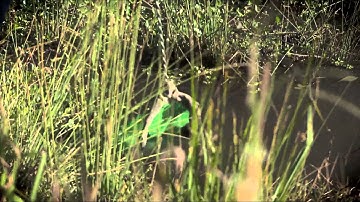 How to take a waterbug sample