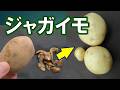 驚異の再生能力！ジャガイモ　むいた皮は捨てるな！