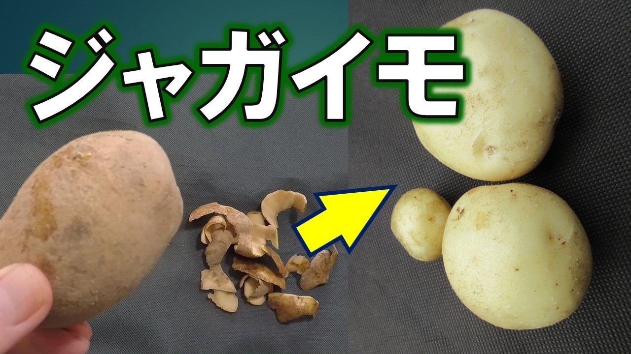 驚異の再生能力！ジャガイモ　むいた皮は捨てるな！