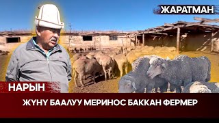 картинка: Нарын: Жүнү баалуу меринос баккан фермер // Жаратман
