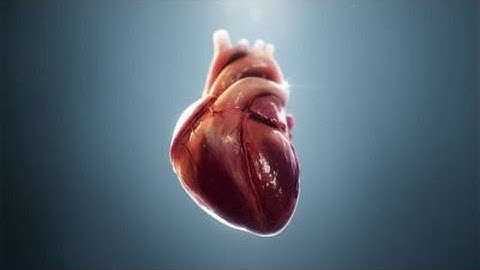 Philips HeartModelAI