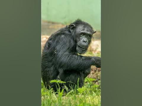 Top 5 Interesting facts about Chimpanzees That will blow your mind | #